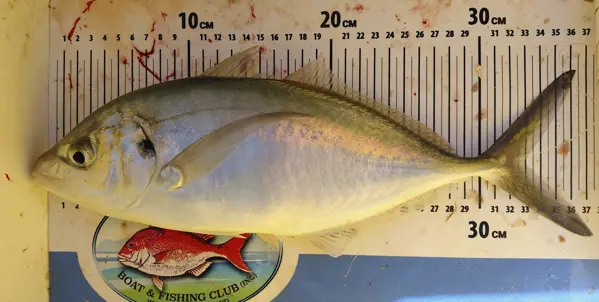 Trevally